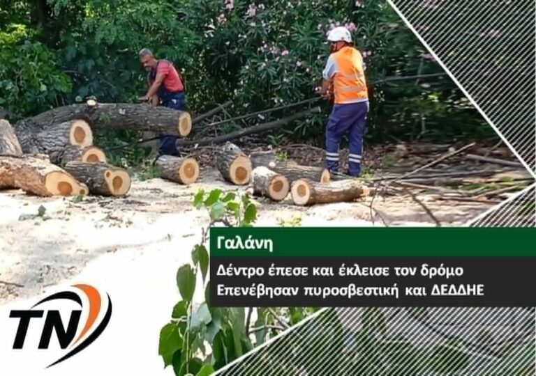 Δέντρο έπεσε και έκλεισε τον δρόμο στην Γαλάνη
