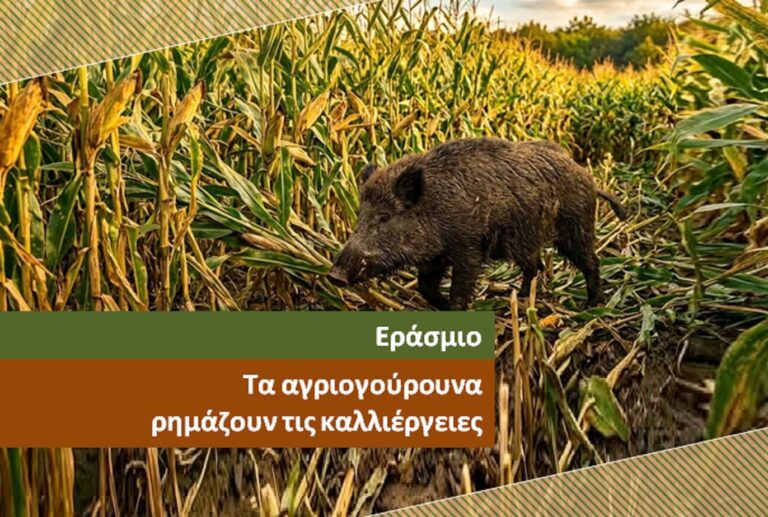 Εράσμιο – Σε απόγνωση οι αγρότες –  Αγριογούρουνα «ισοπεδώνουν» τον κάμπο